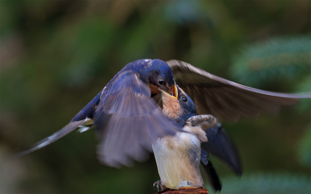 Swallow being fed
